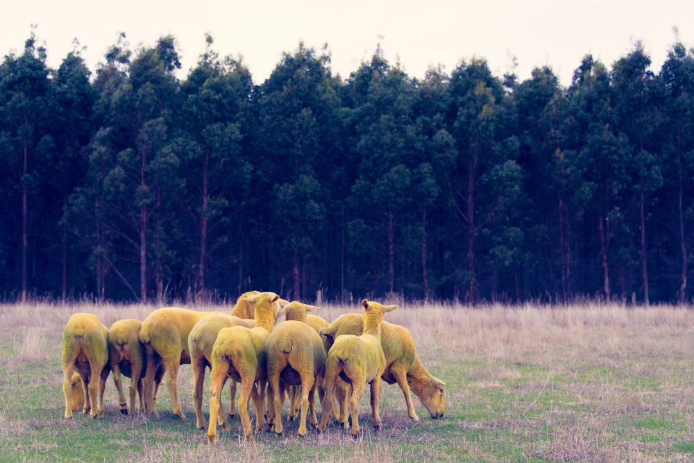 Photography by Gray Malin of Yellow Sheep II