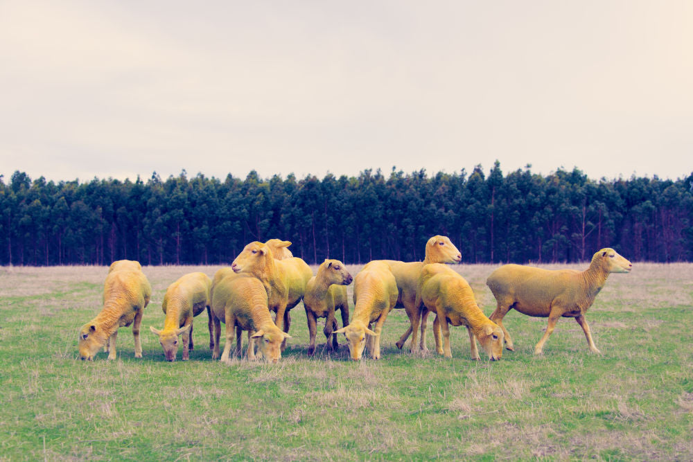 Photography by Gray Malin of Yellow Sheep