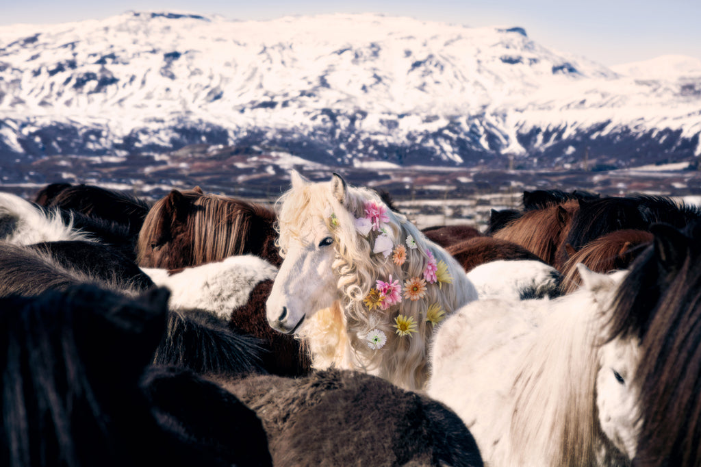 Introducing Icelandic Horses