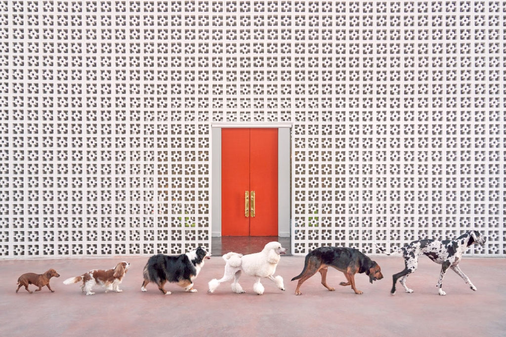 The Making of Dogs at the Parker