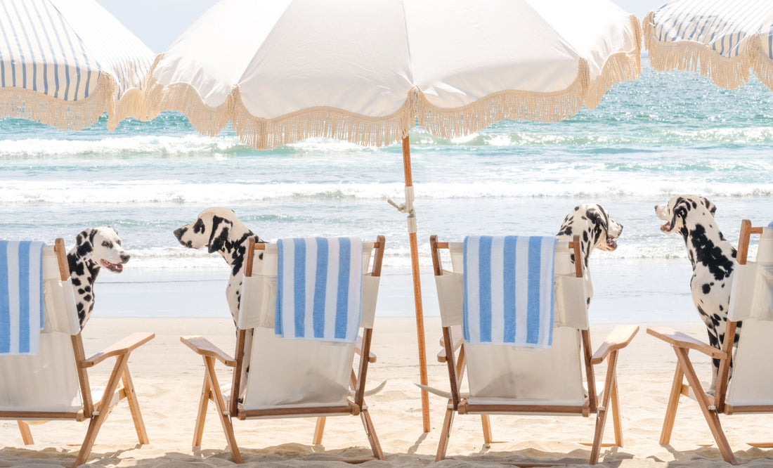 Which Dog Matches Your Zodiac Sign?