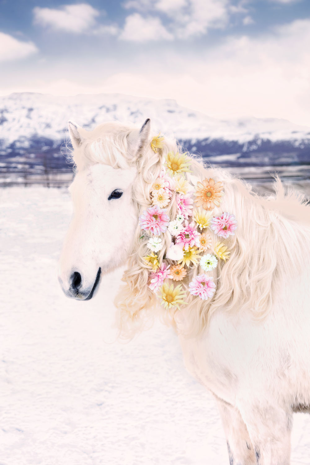 Icelandic Horses