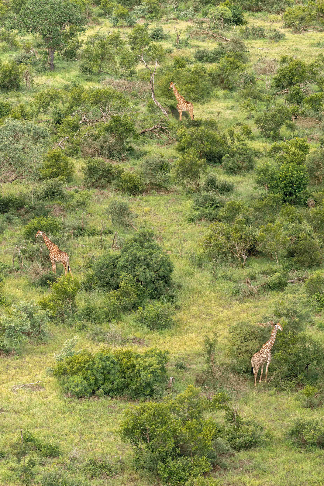 A Tower of Giraffes, South Africa by Gray Malin