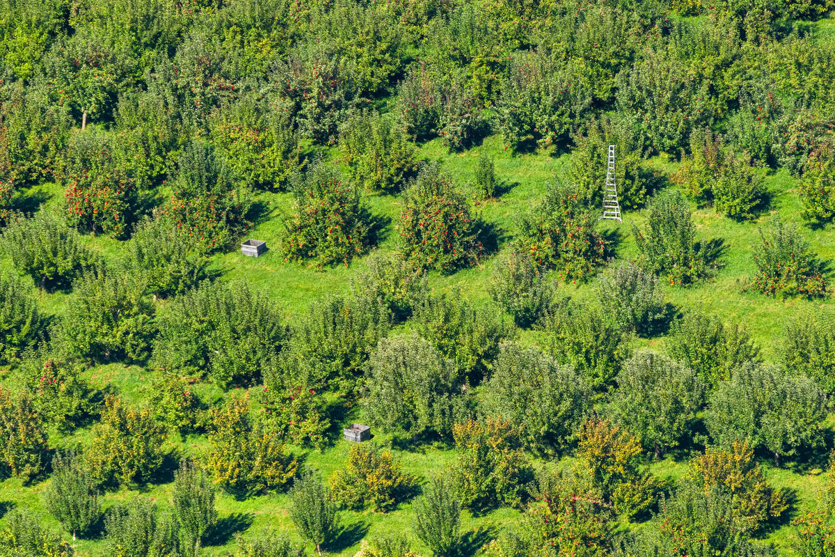 Apple Picking, Quechee, Vermont