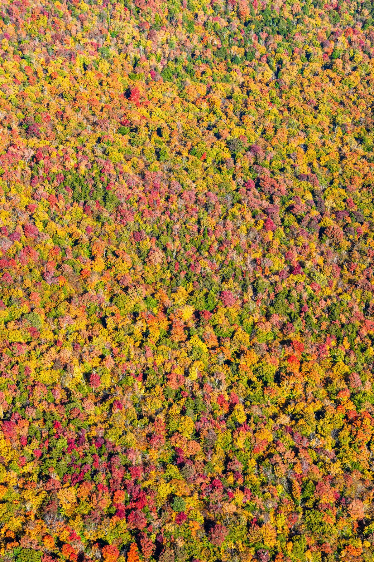Autumn Canopy Triptych, New England