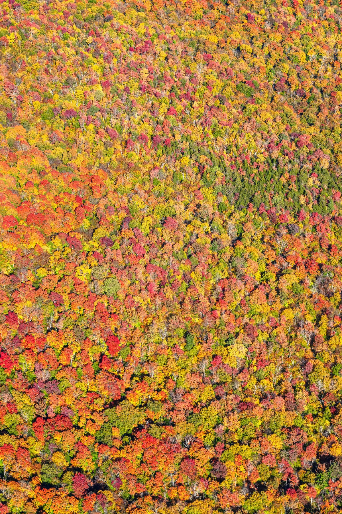 Autumn Canopy Triptych, New England