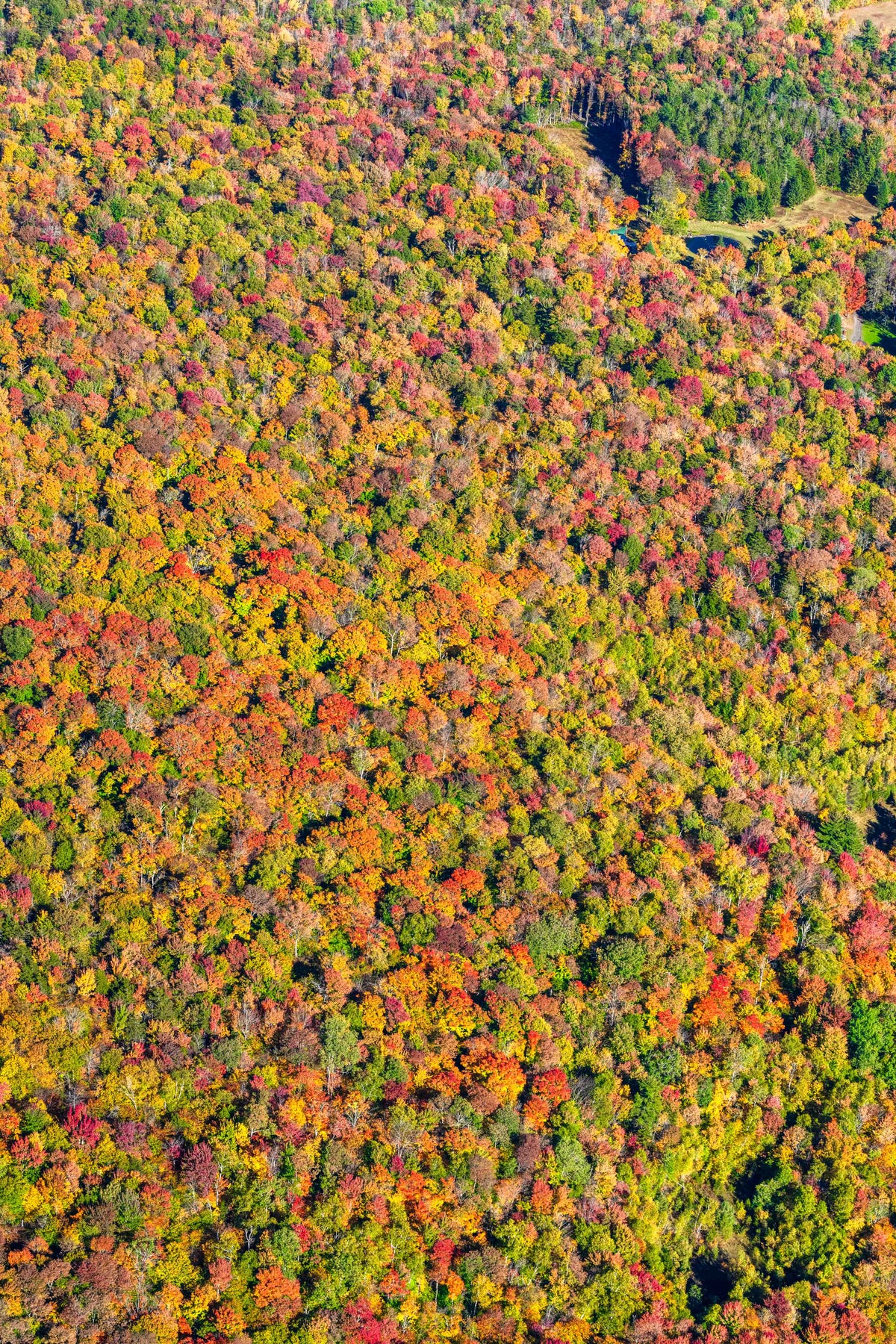 Autumn Canopy Triptych, New England