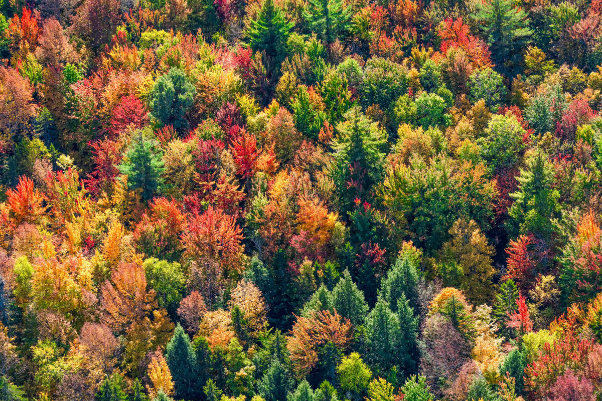 Autumn Mosaic, Vermont