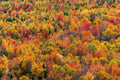 Autumn Treetops, New Hampshire