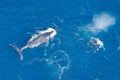 Baja Whales, Cabo San Lucas