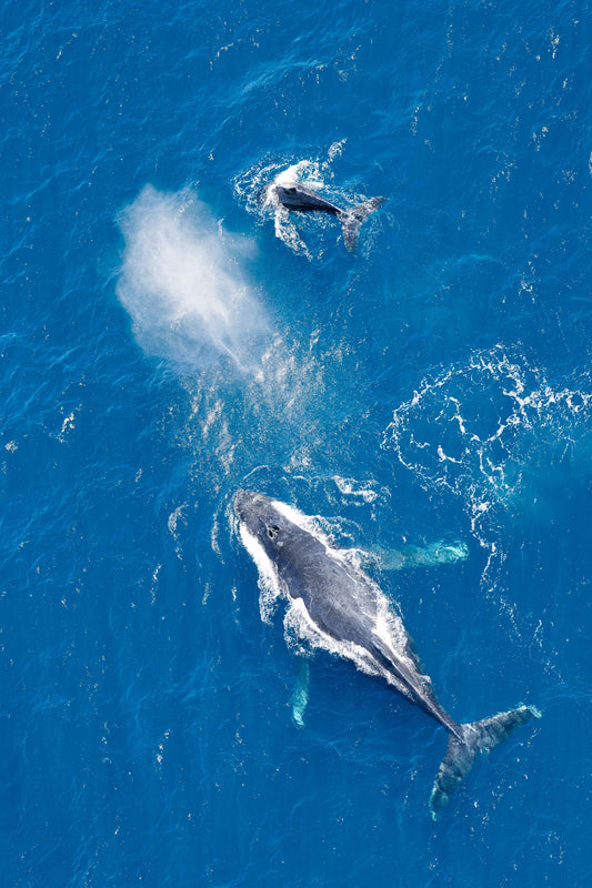 Baja Whales Vertical, Cabo San Lucas