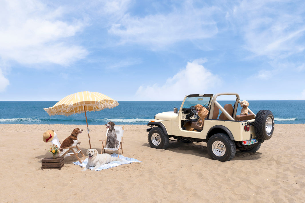 Photography by Gray Malin of Beach Picnic, Martha’s Vineyard