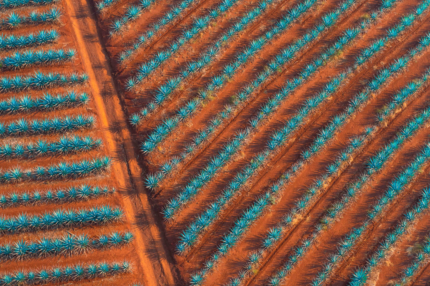 Blue Agave Dirt Road, Tequila Don Julio, Mexico