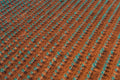 Blue Agave Field, Tequila Don Julio, Mexico