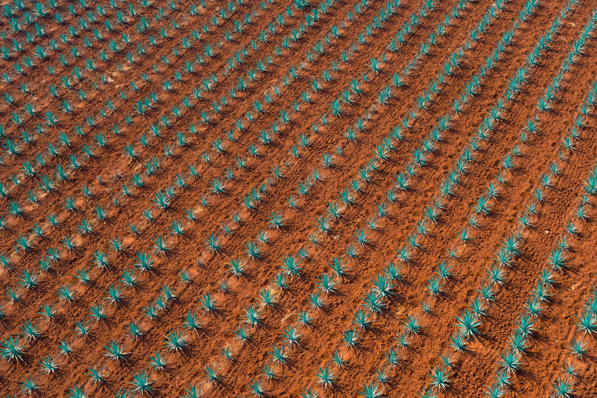 Blue Agave Field, Tequila Don Julio, Mexico