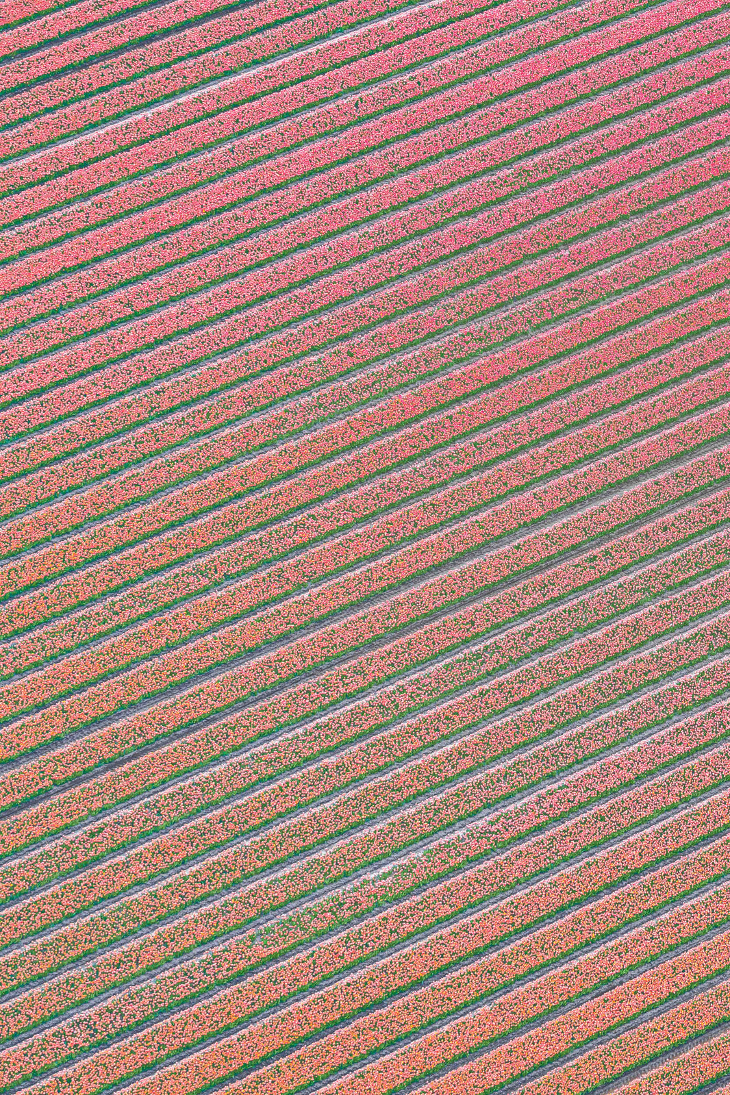 Blushing Rows, Dutch Tulip Fields, Netherlands by Gray Malin