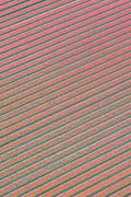 Blushing Rows, Dutch Tulip Fields, Netherlands