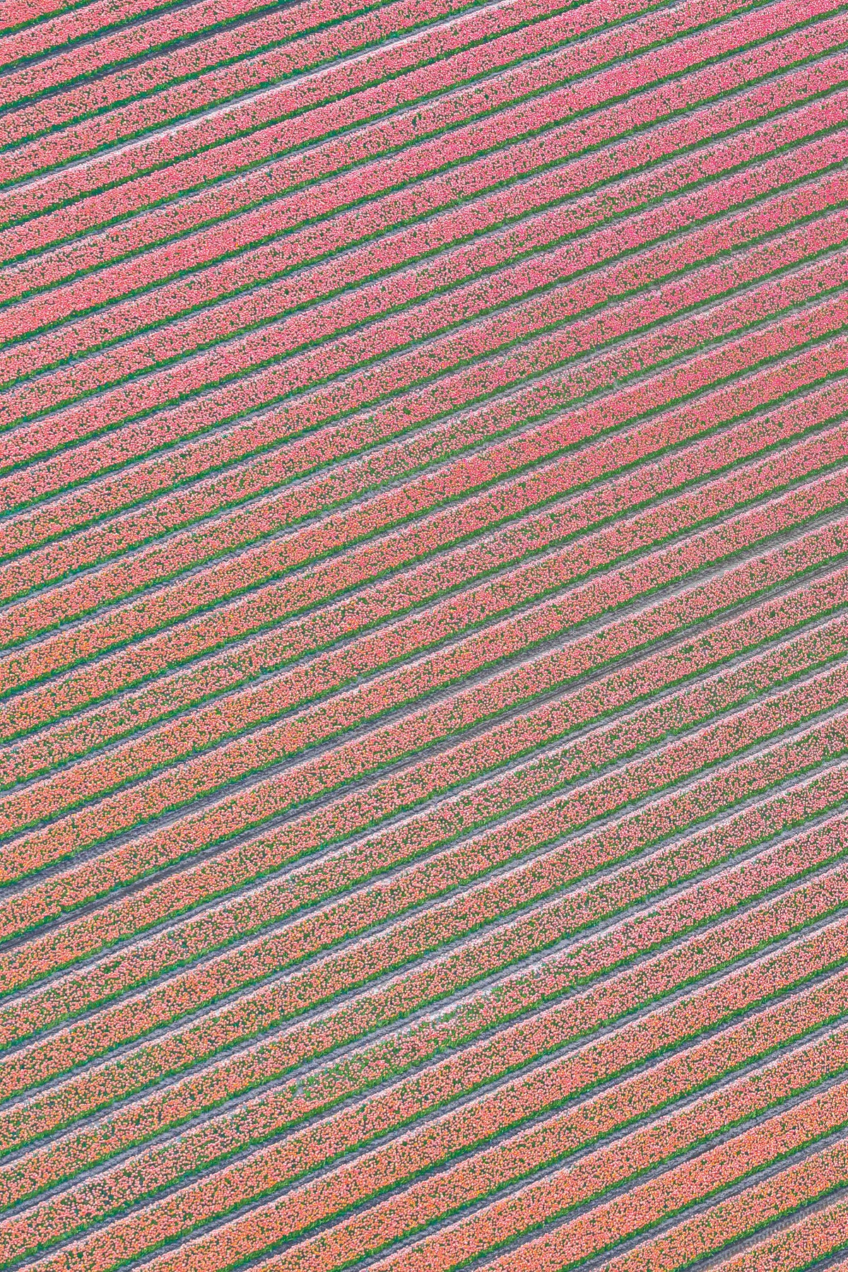 Blushing Rows, Dutch Tulip Fields, Netherlands