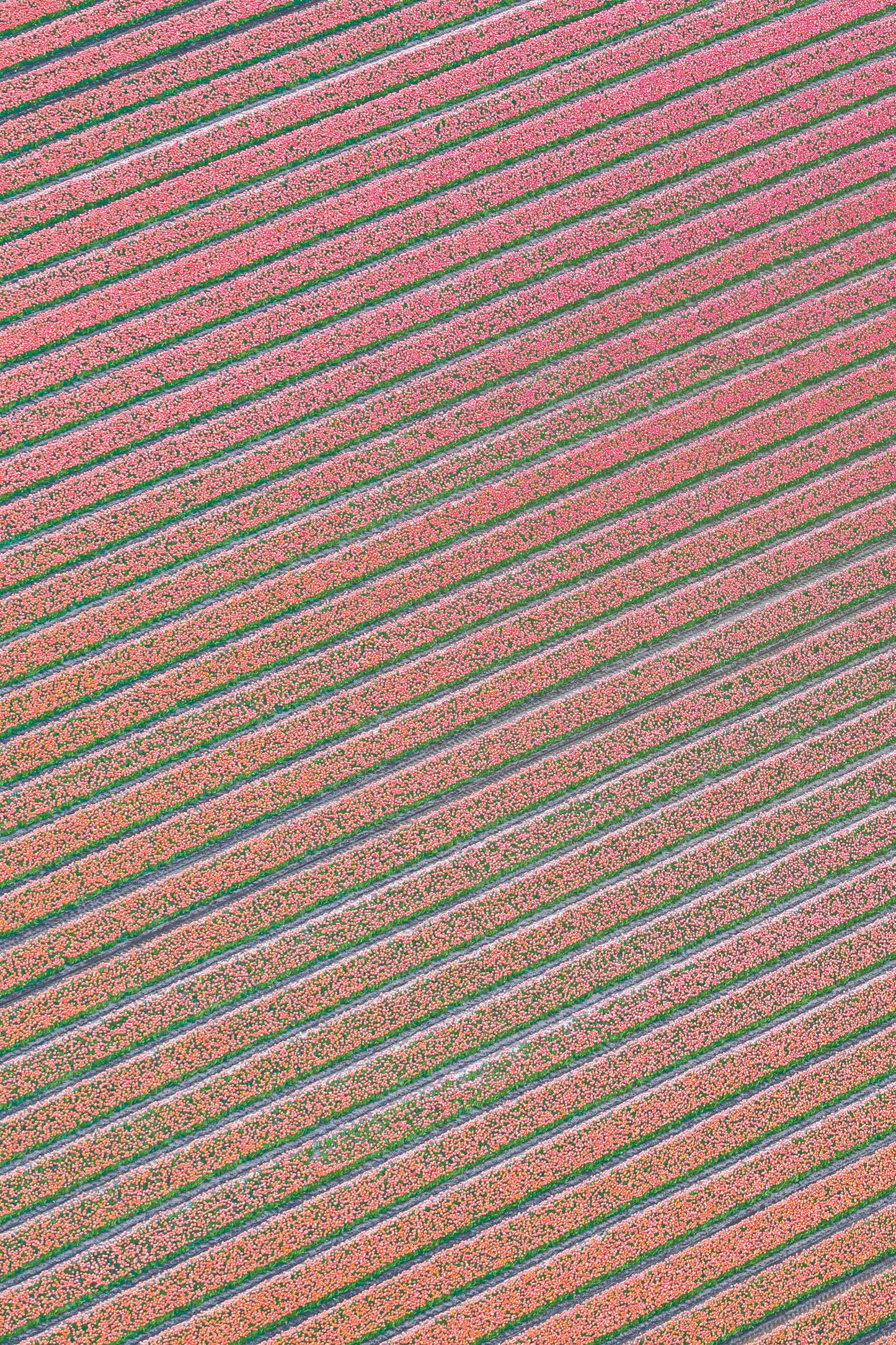 Blushing Rows, Dutch Tulip Fields, Netherlands