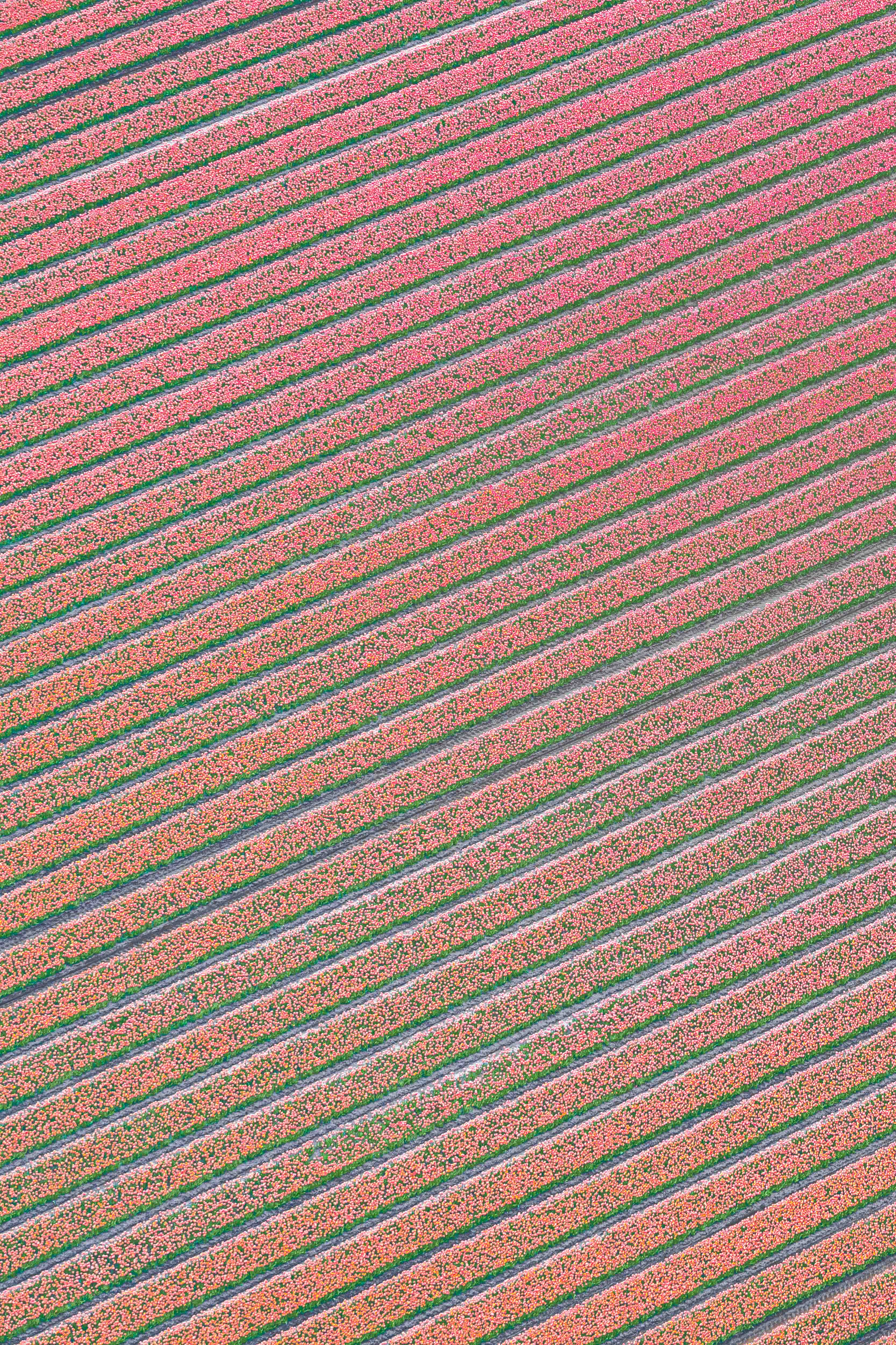 Blushing Rows, Dutch Tulip Fields, Netherlands