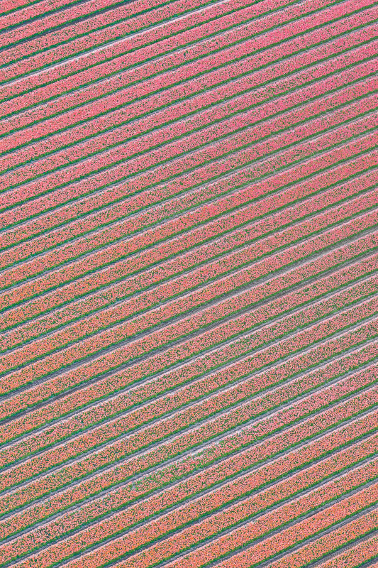 Blushing Rows, Dutch Tulip Fields, Netherlands