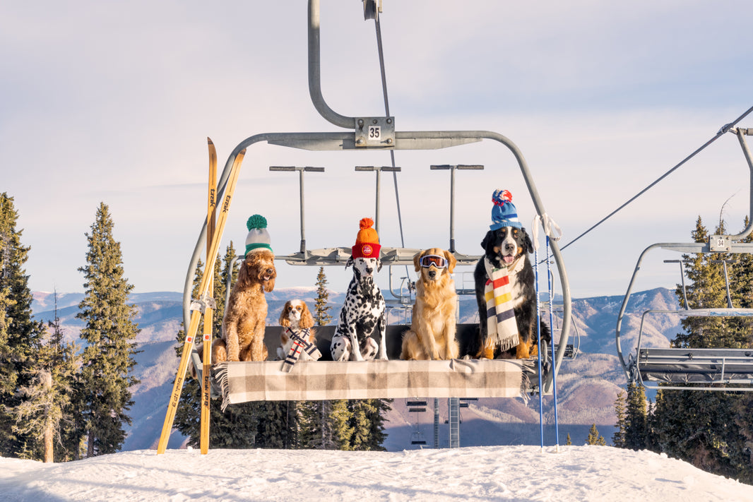 Photography by Gray Malin of Chairlift Pups, Aspen (USDZ TEST)