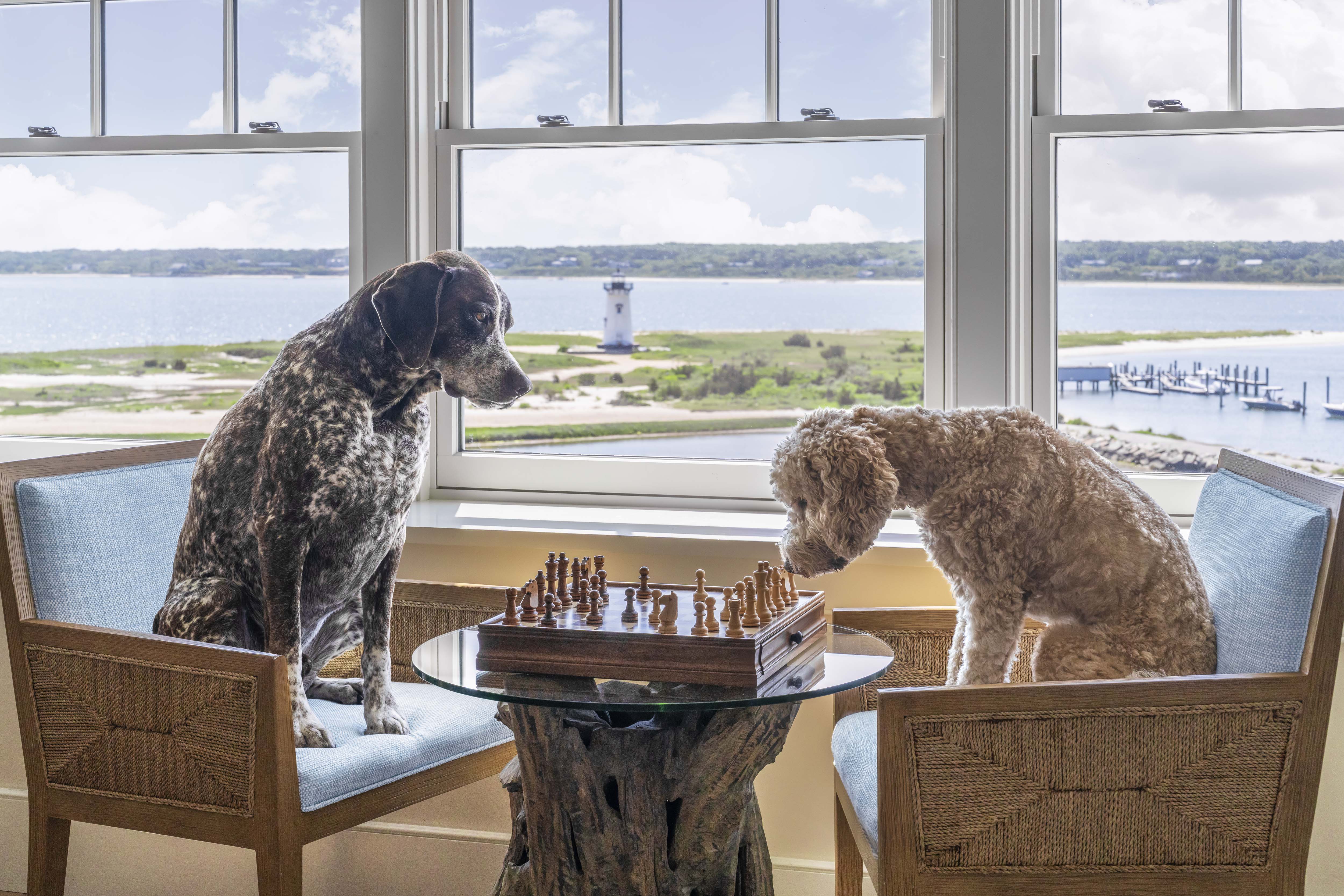 Checkmate, Martha’s Vineyard