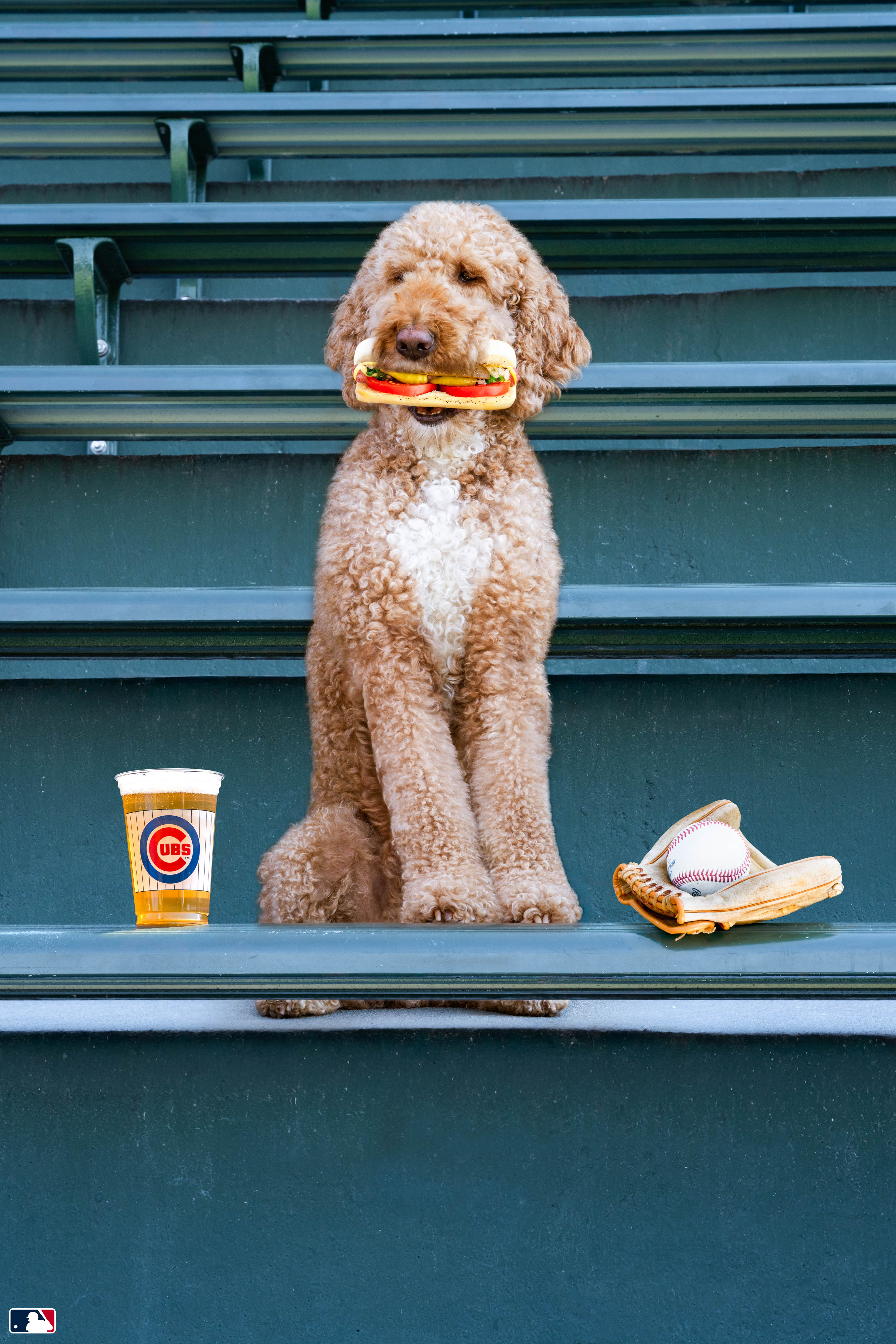 Chicago Dog, Wrigley Field, Chicago