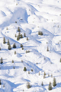 Courchevel Trees, French Alps