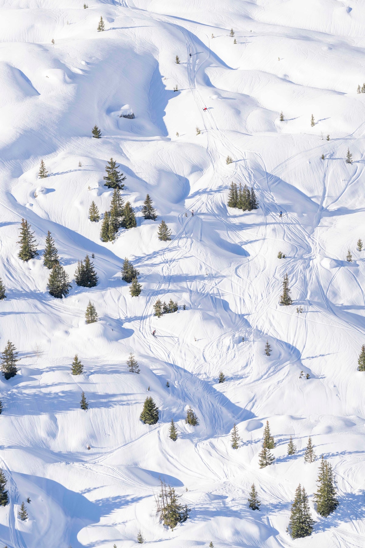 Courchevel Trees, French Alps