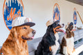 Dogs in the Dugout