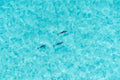 Dolphin Swim, Abaco, Bahamas