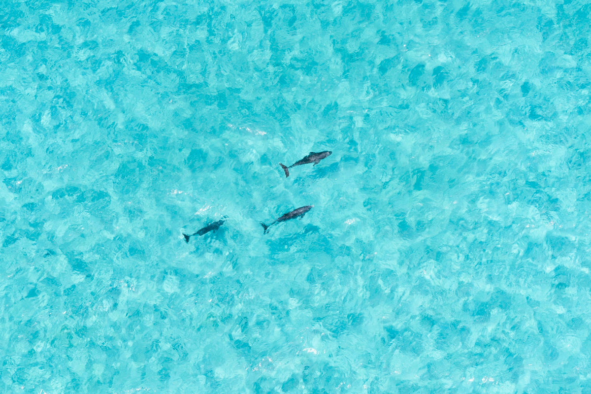 Dolphin Swim, Abaco, Bahamas