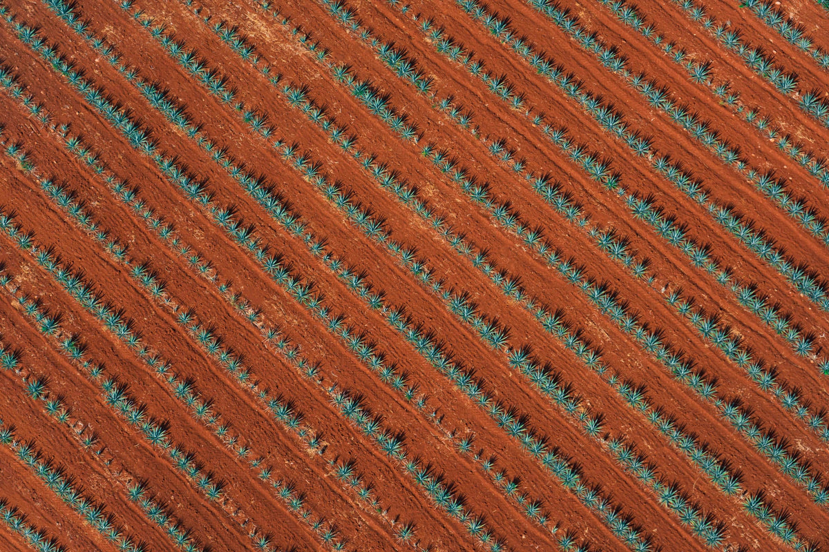 Tequila Don Julio Agave Field, Mexico