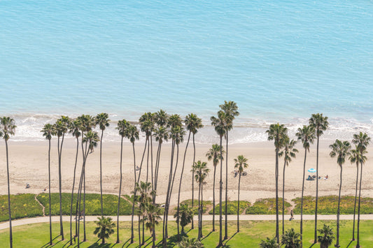 East Beach Palm Trees, Santa Barbara