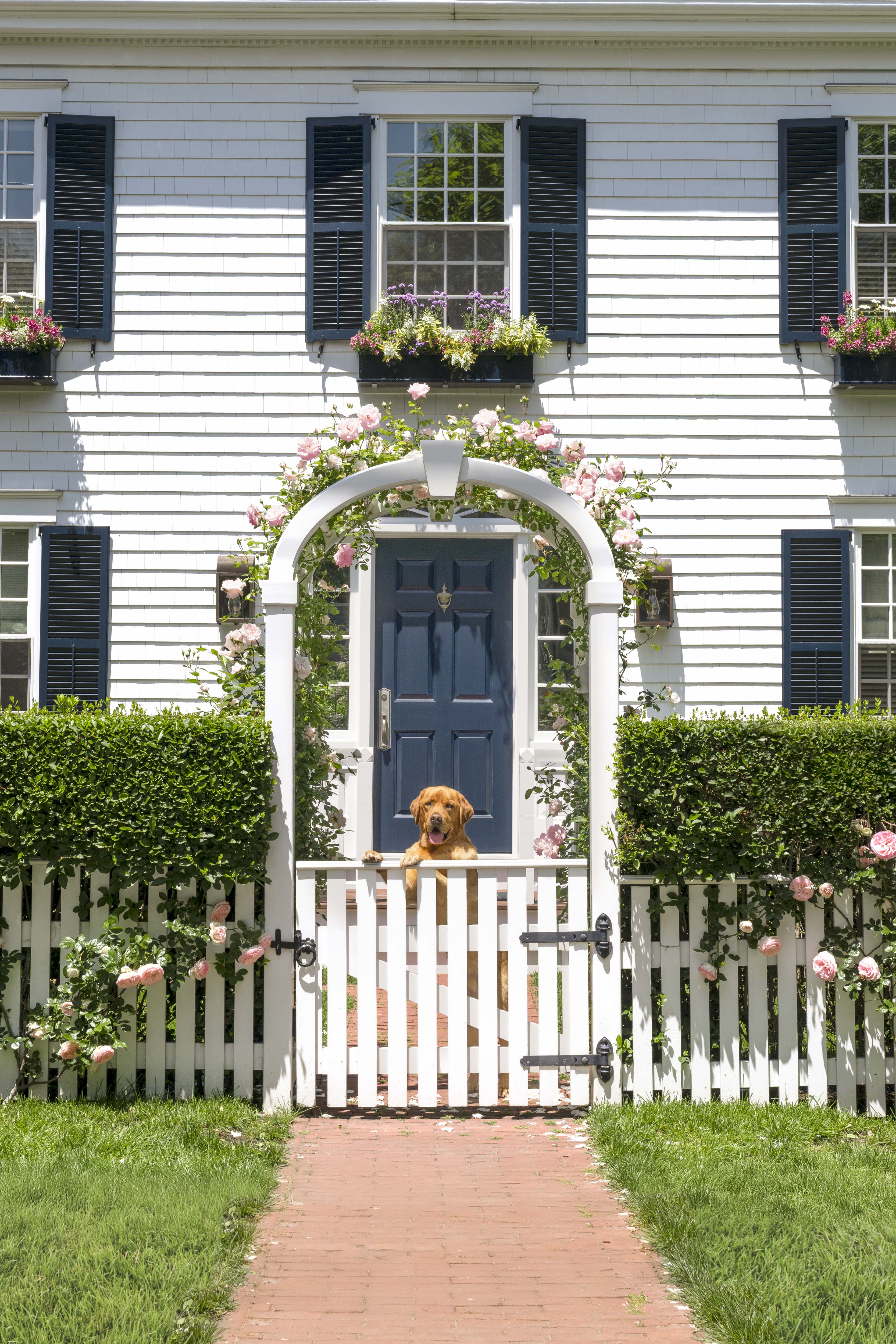 Edgartown Pup, Martha’s Vineyard