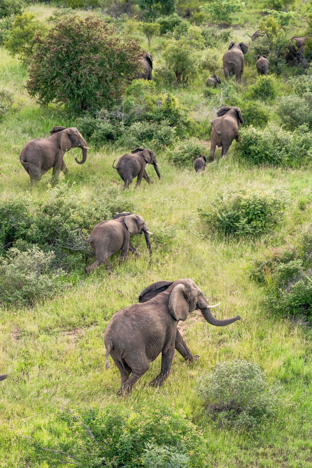 Elephant Herd, South Africa by Gray Malin