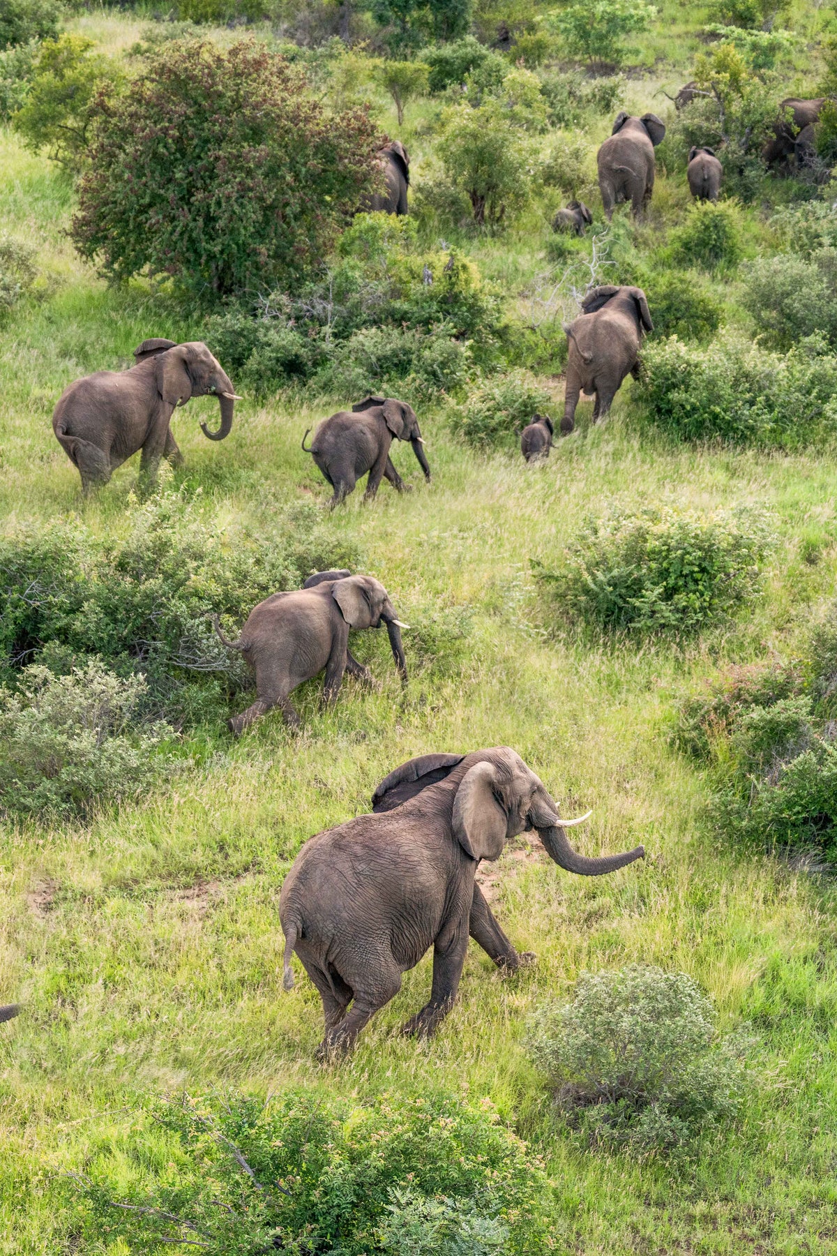 Elephant Herd, South Africa