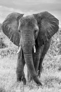 Elephant Stroll (Black and White), South Africa