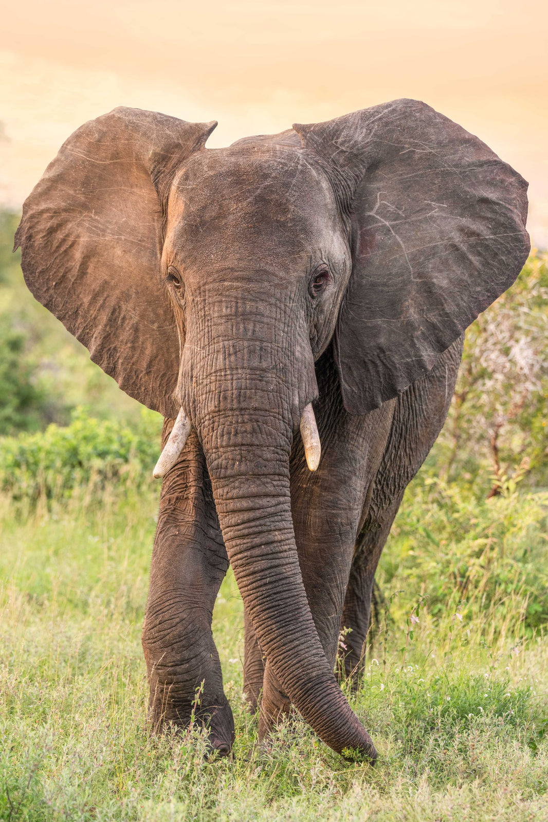 Elephant Stroll, South Africa by Gray Malin