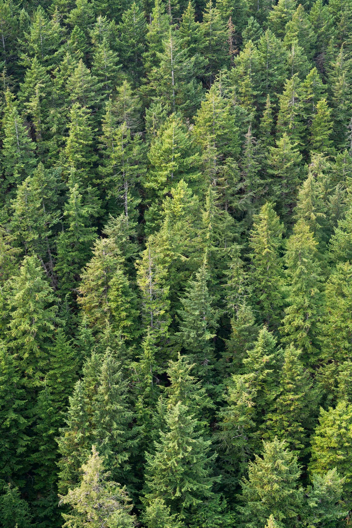 Evergreen Triptych, Seattle
