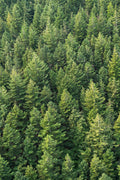 Evergreen Triptych, Seattle