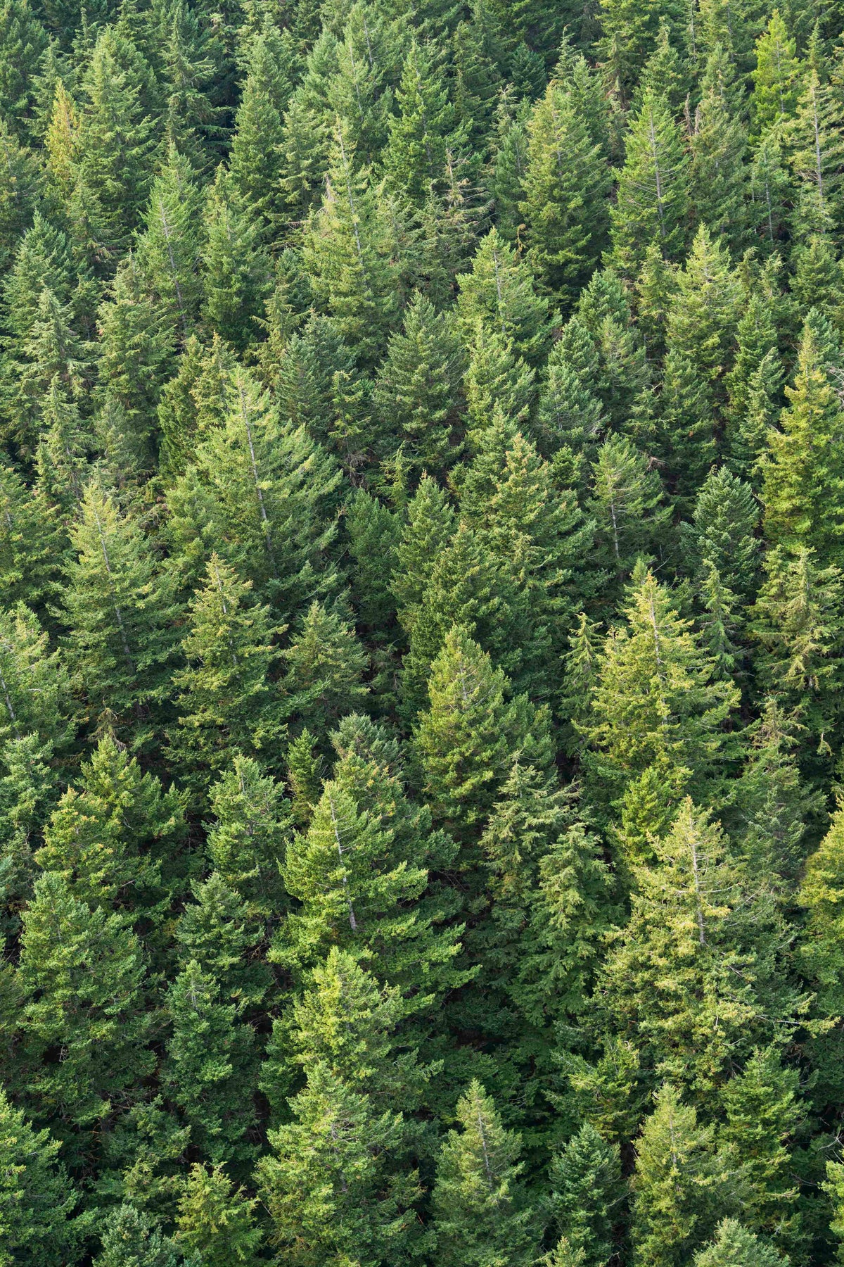 Evergreen Triptych, Seattle