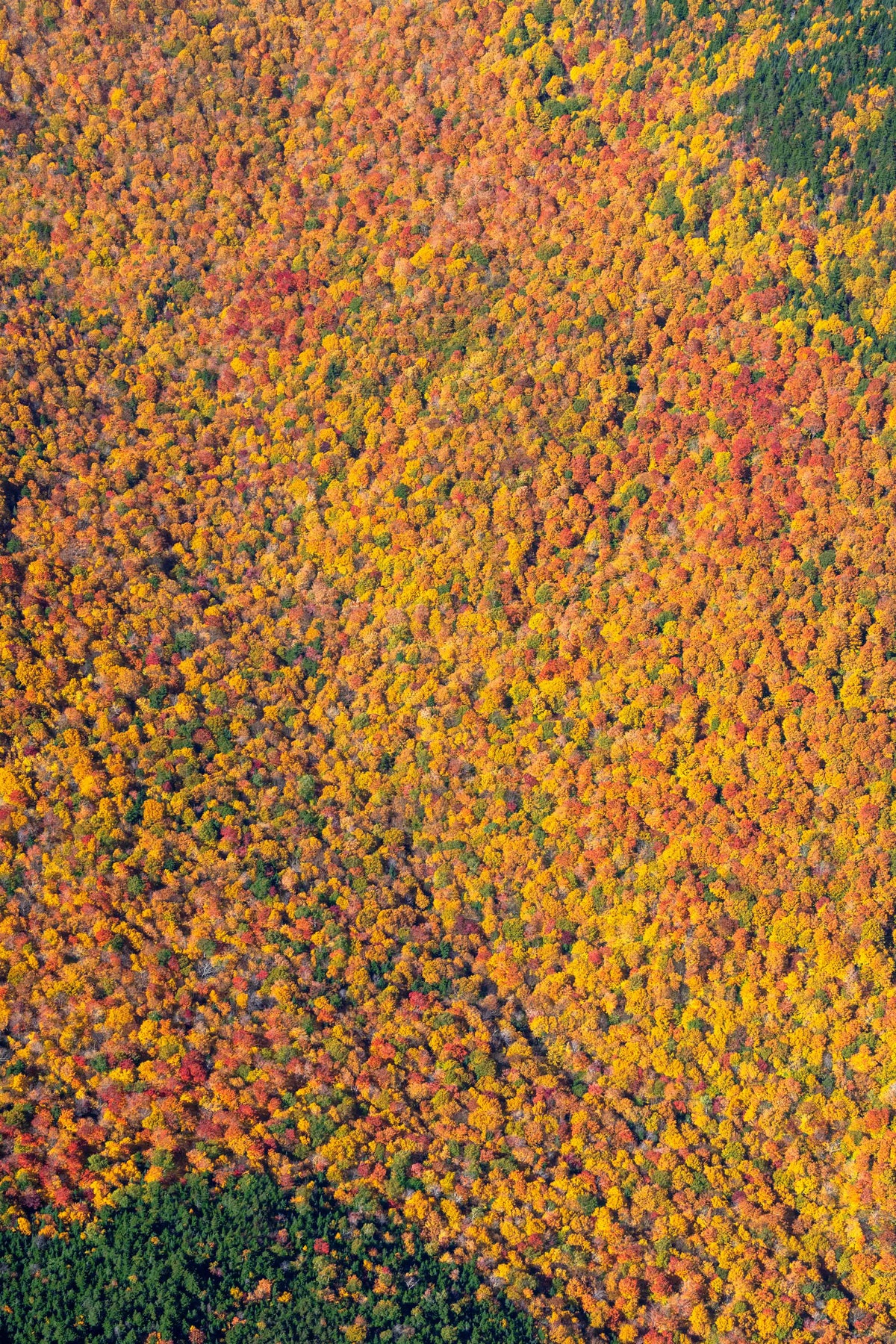 Fall Foliage Vista Triptych, New England
