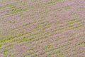 Fields of Lavender, Provence