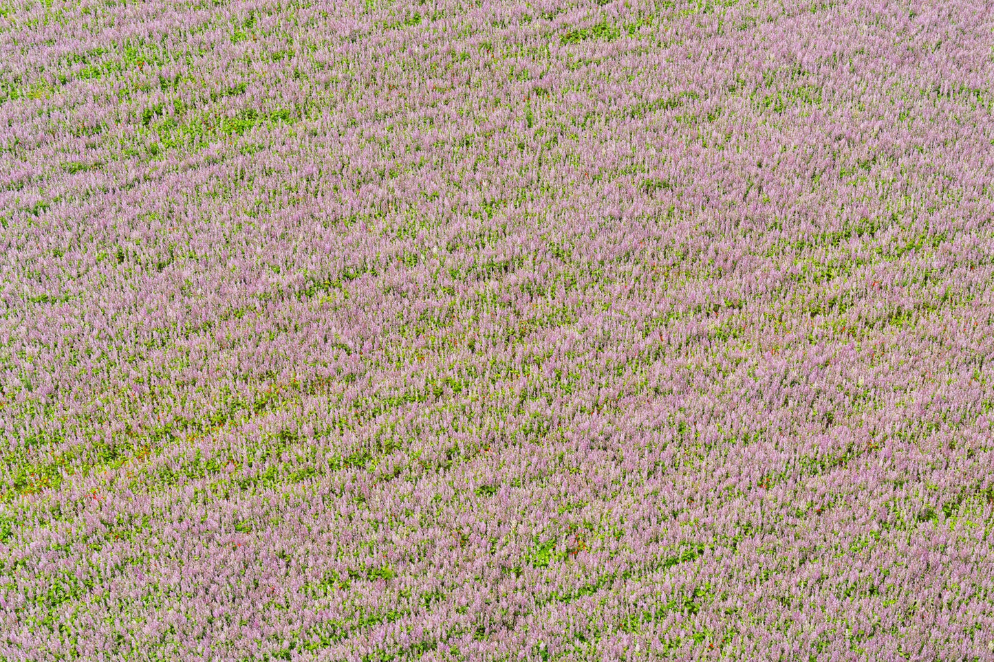 Fields of Lavender, Provence