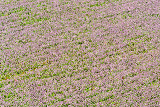 Product image for Fields of Lavender, Provence