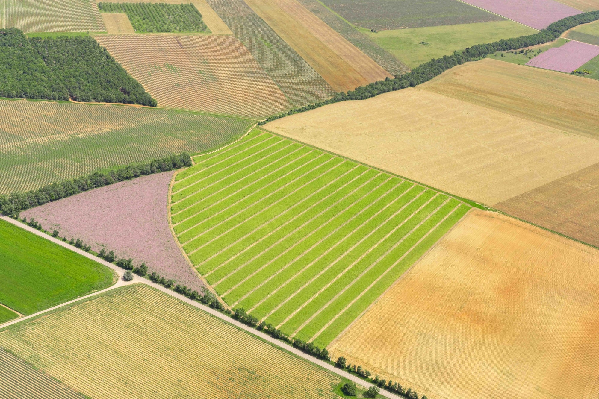 Fields of Provence