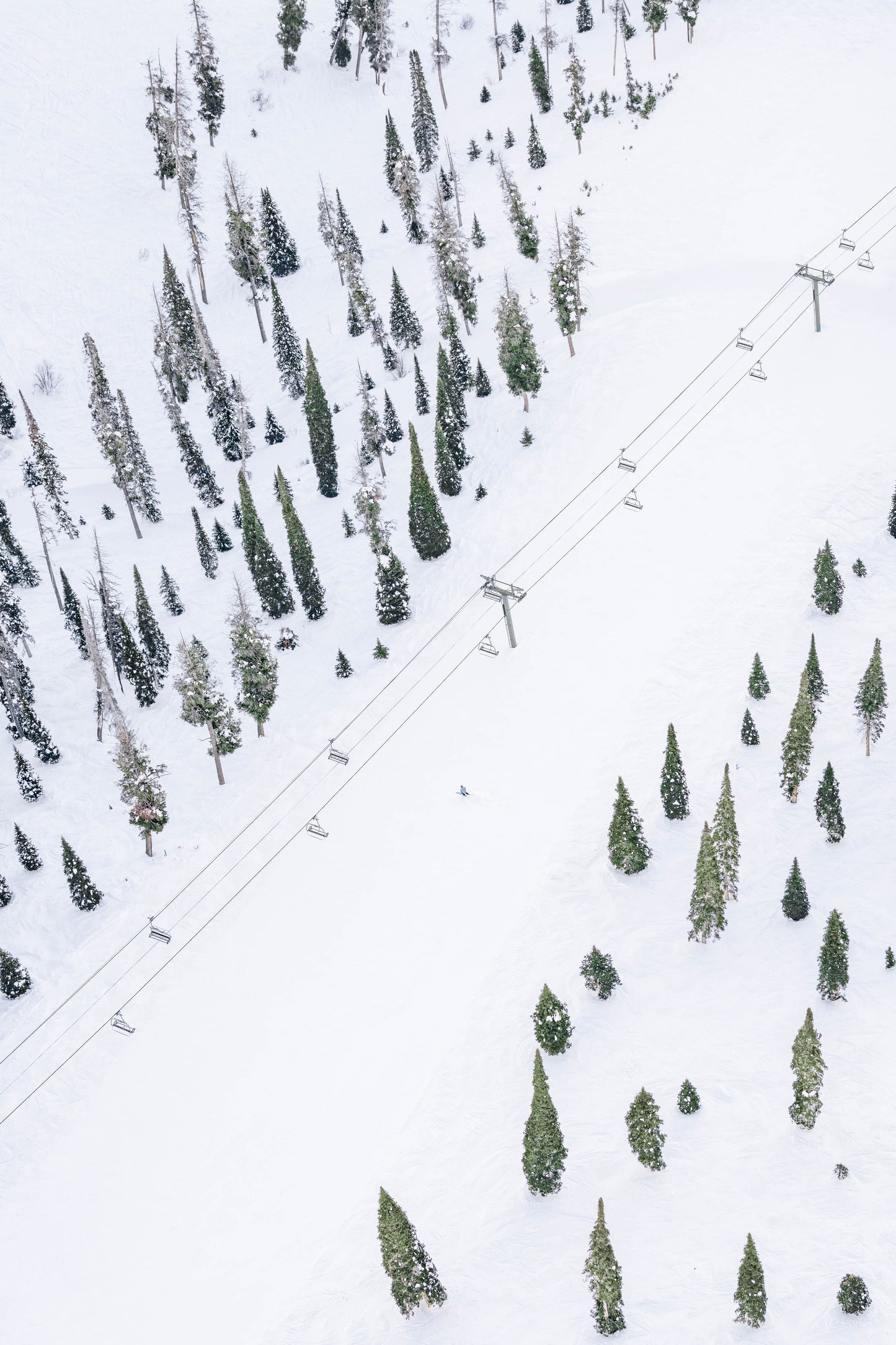 Flying Squirrel, Sun Valley