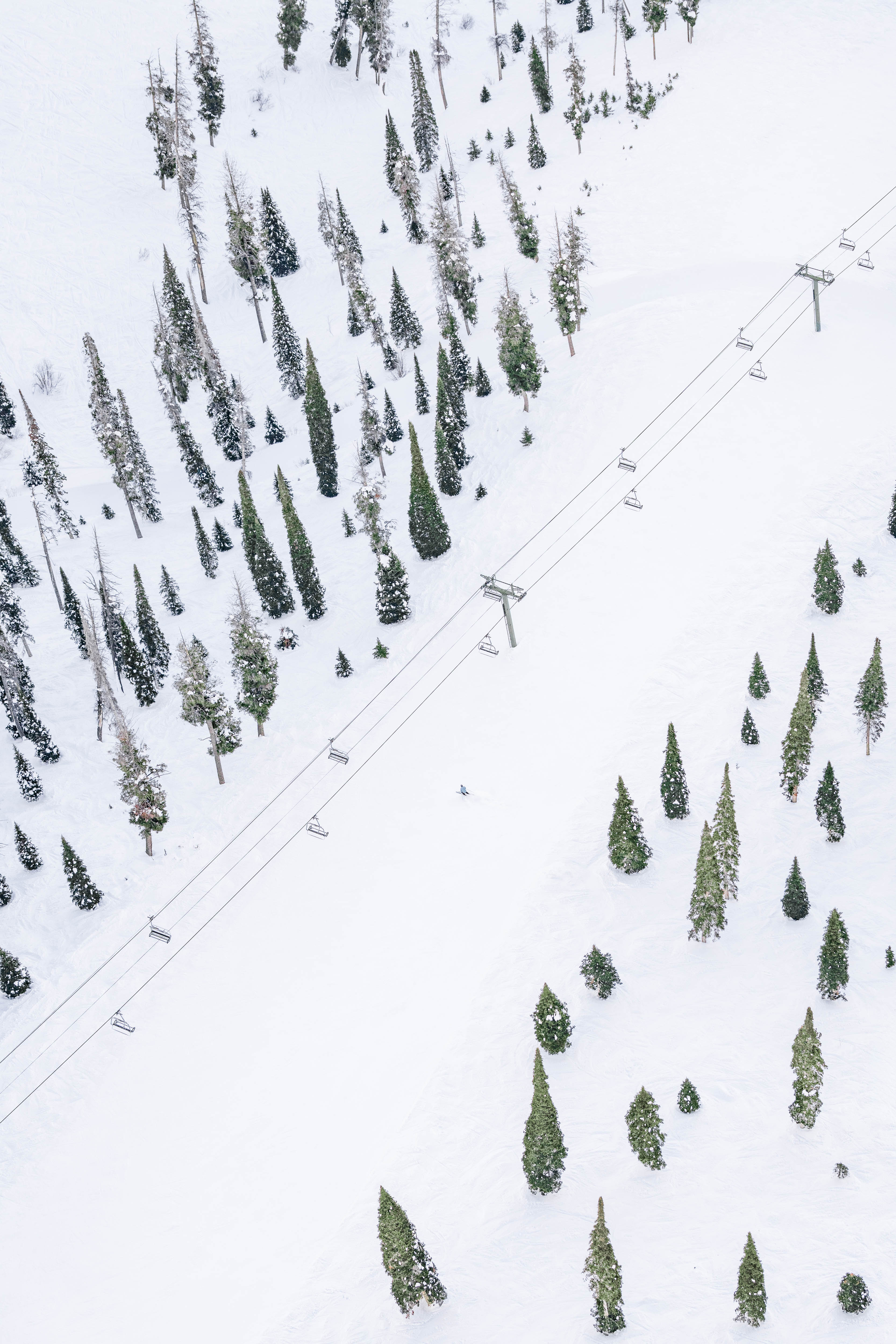 Flying Squirrel, Sun Valley